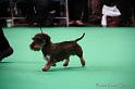 Crufts2011_2 872